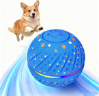 Royal Blue Mini — corgi chasing the light-up rolling ball