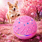 Hot Pink Mini, corgi chasing the light-up rolling ball