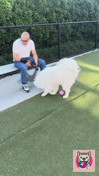 Hot Pink Pro, big dog chasing the ball outdoors
