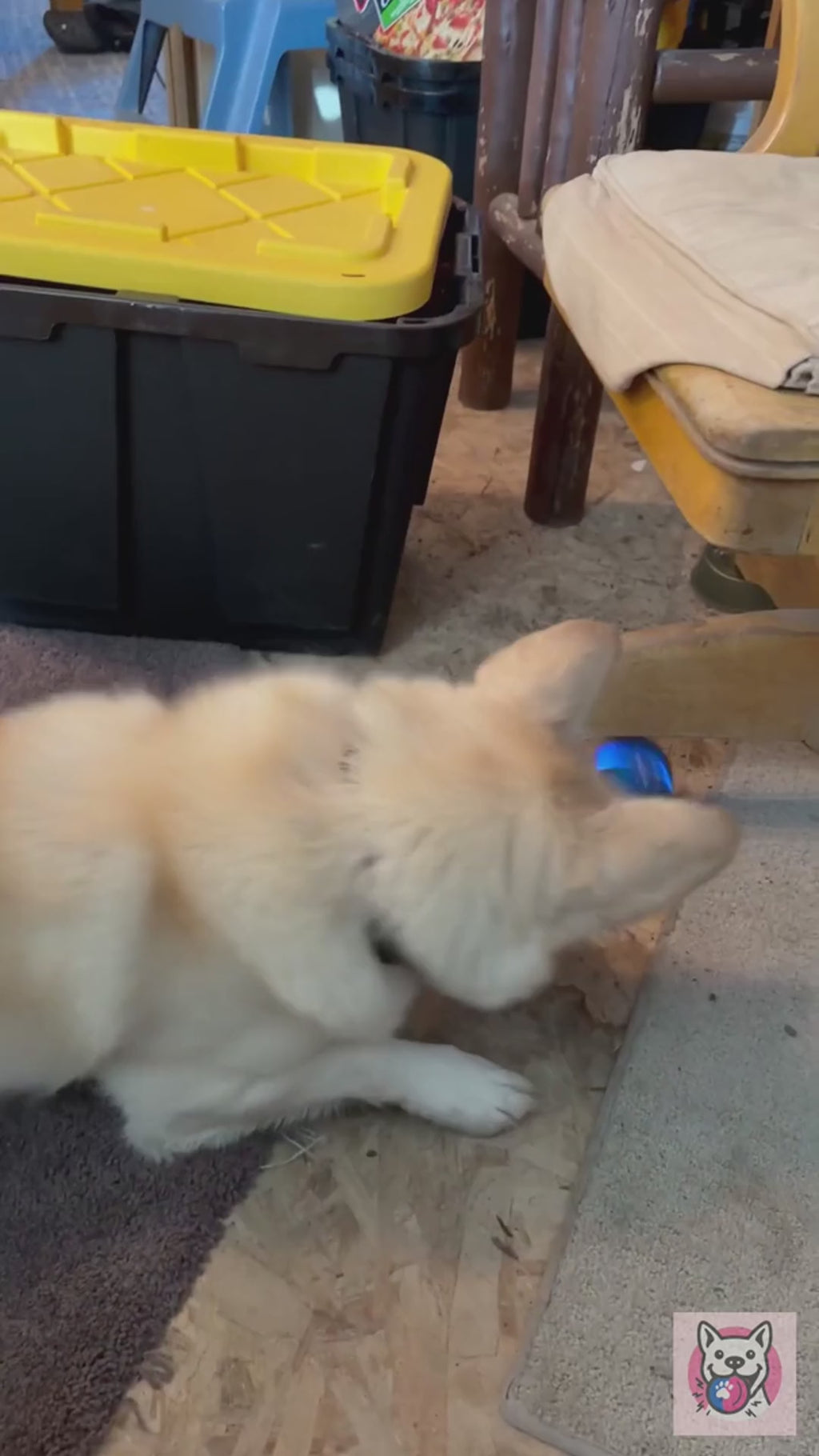 FetchSphere Mini in action - small dog playing, LED rim glowing
