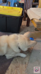 FetchSphere Mini in action - small dog playing, LED rim glowing