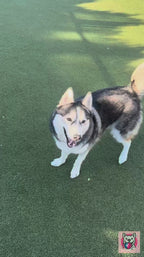Royal Blue Pro, big dog chasing the ball outdoors
